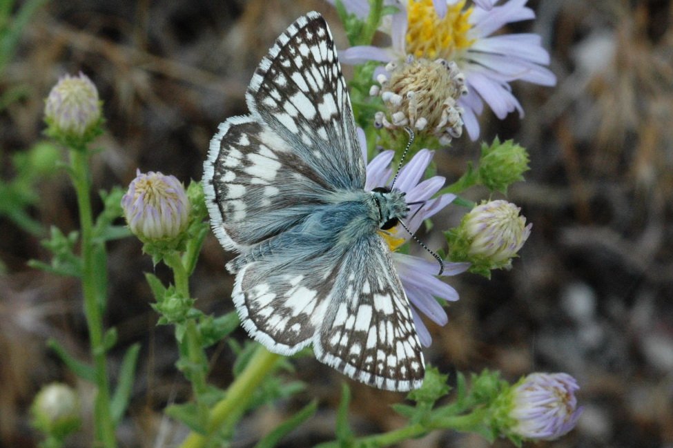 046 2010-06306183 Antelope Island SP, UT.JPG - Common Checkered Skipper (Pyrgus communis). Butterfly.Antelope Island State Park, UT, 6-30-2010